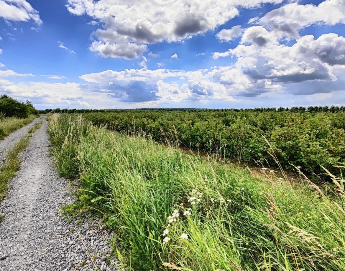 Dwa rowery na polnej drodze podczas wycieczki w okolicy domków nad Wisłą blisko Kazimierza Dolnego