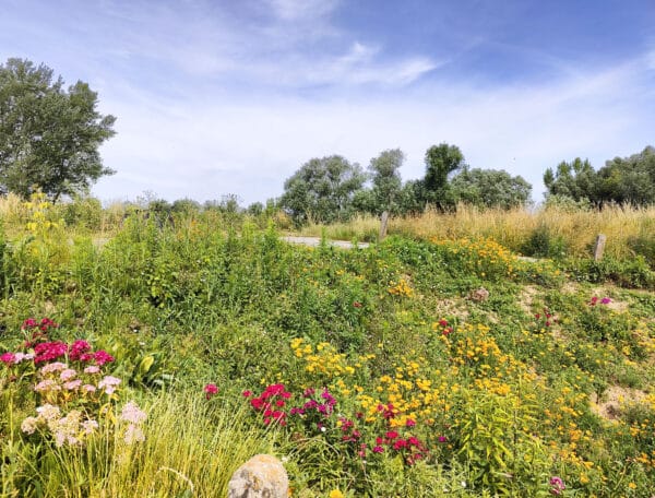 Trasa rowerowa nad Wisłą w Piotrawinie wśród pól i kwiatów