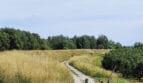 Natura i zieleń nad Wisłą w okolicy domków wypoczynkowych