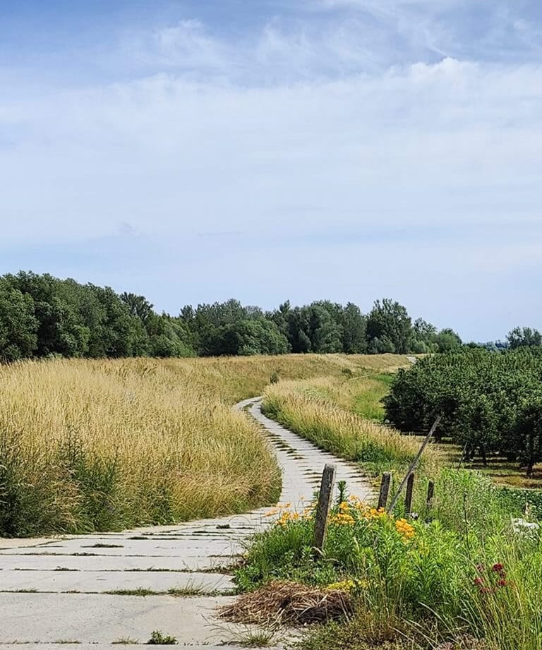 Natura i zieleń nad Wisłą w okolicy domków wypoczynkowych