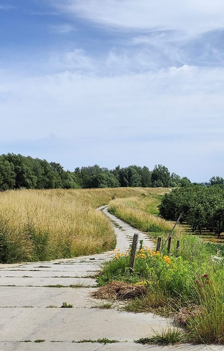 Natura i zieleń nad Wisłą w okolicy domków wypoczynkowych